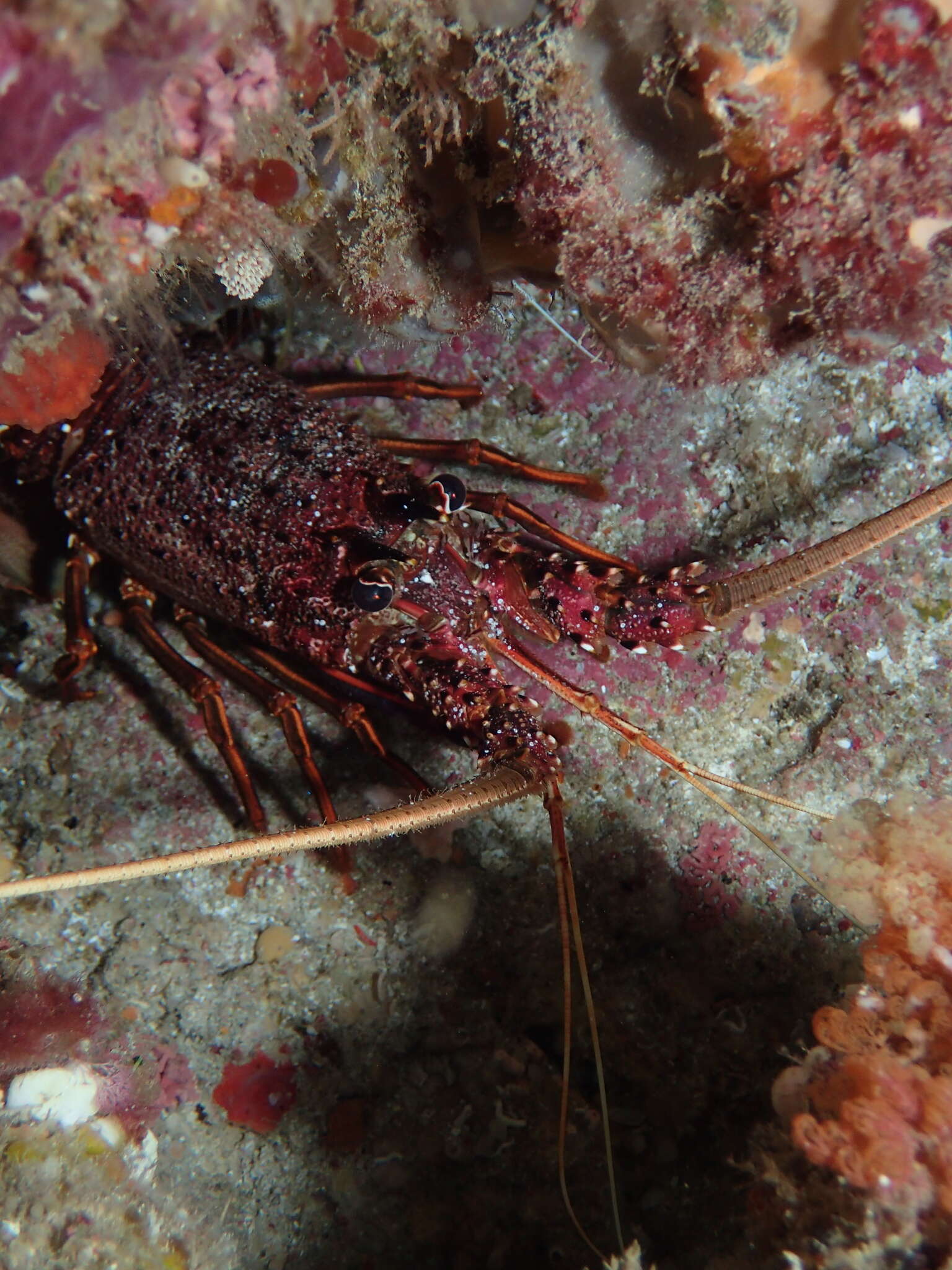 Image of Australian Spiny Lobster