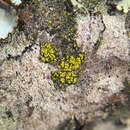 صورة Candelariella xanthostigmoides (Müll. Arg.) R. W. Rogers