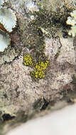 Image of Candelariella xanthostigmoides (Müll. Arg.) R. W. Rogers
