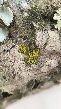 صورة Candelariella xanthostigmoides (Müll. Arg.) R. W. Rogers