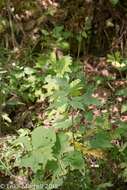 Image of tall thimbleweed