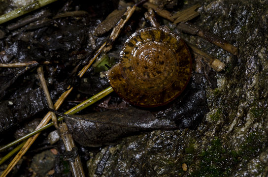 Image of <i>Videnoida horiomphala</i>