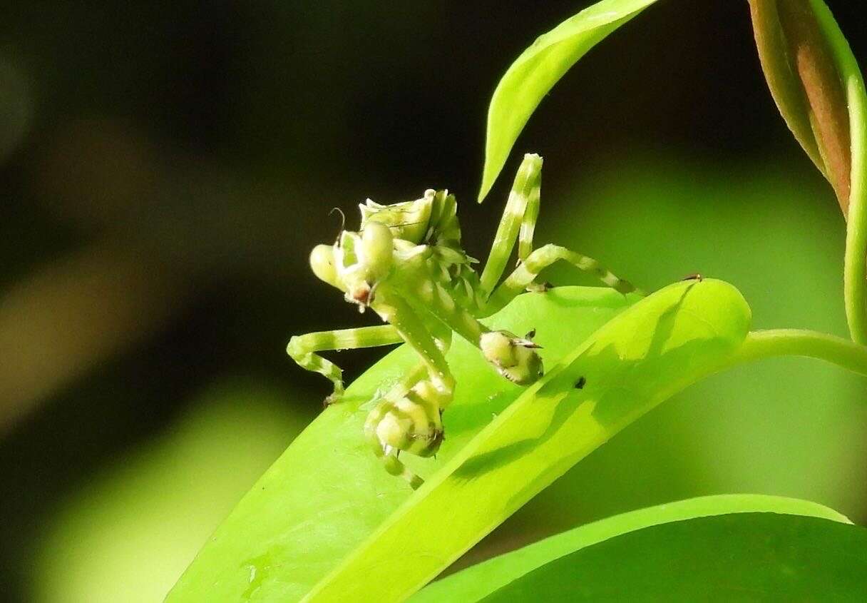 Plancia ëd Theopropus elegans Westwood 1832