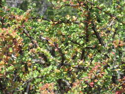 Image of Jatropha neopauciflora Pax