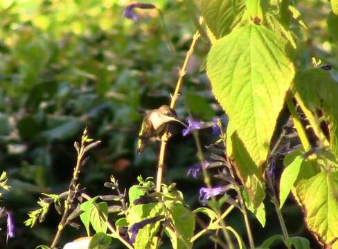 Image of Ruby-throated Hummingbird