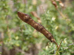 Image of Canary Island flatpod