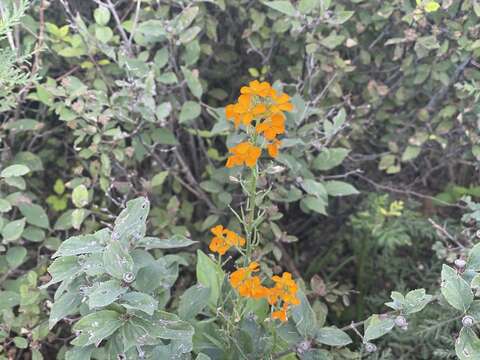 Image of Afghan erysimum