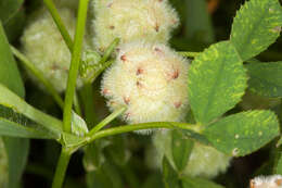 Image of woolly clover