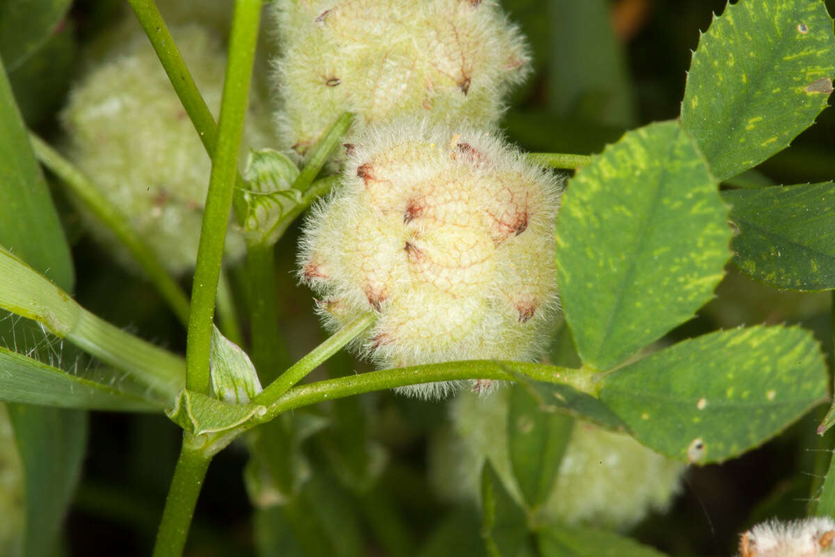 Image of woolly clover