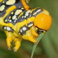 Image of Spurge Hawk Moth