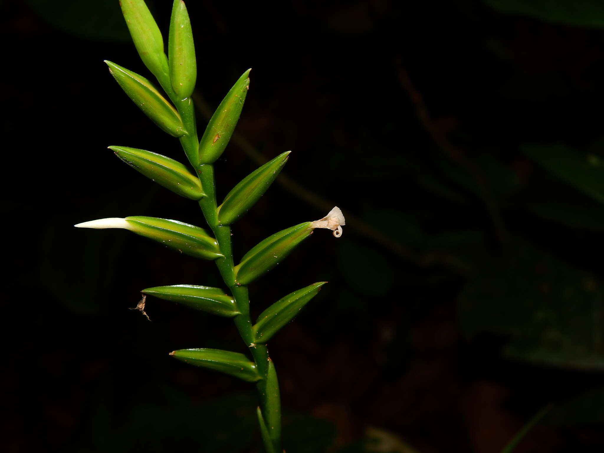 Image of Lemeltonia monadelpha (É. Morren) Barfuss & W. Till