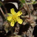 Image of whiteflower cinquefoil