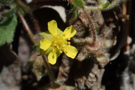 Слика од Potentilla albiflora L. Billiams