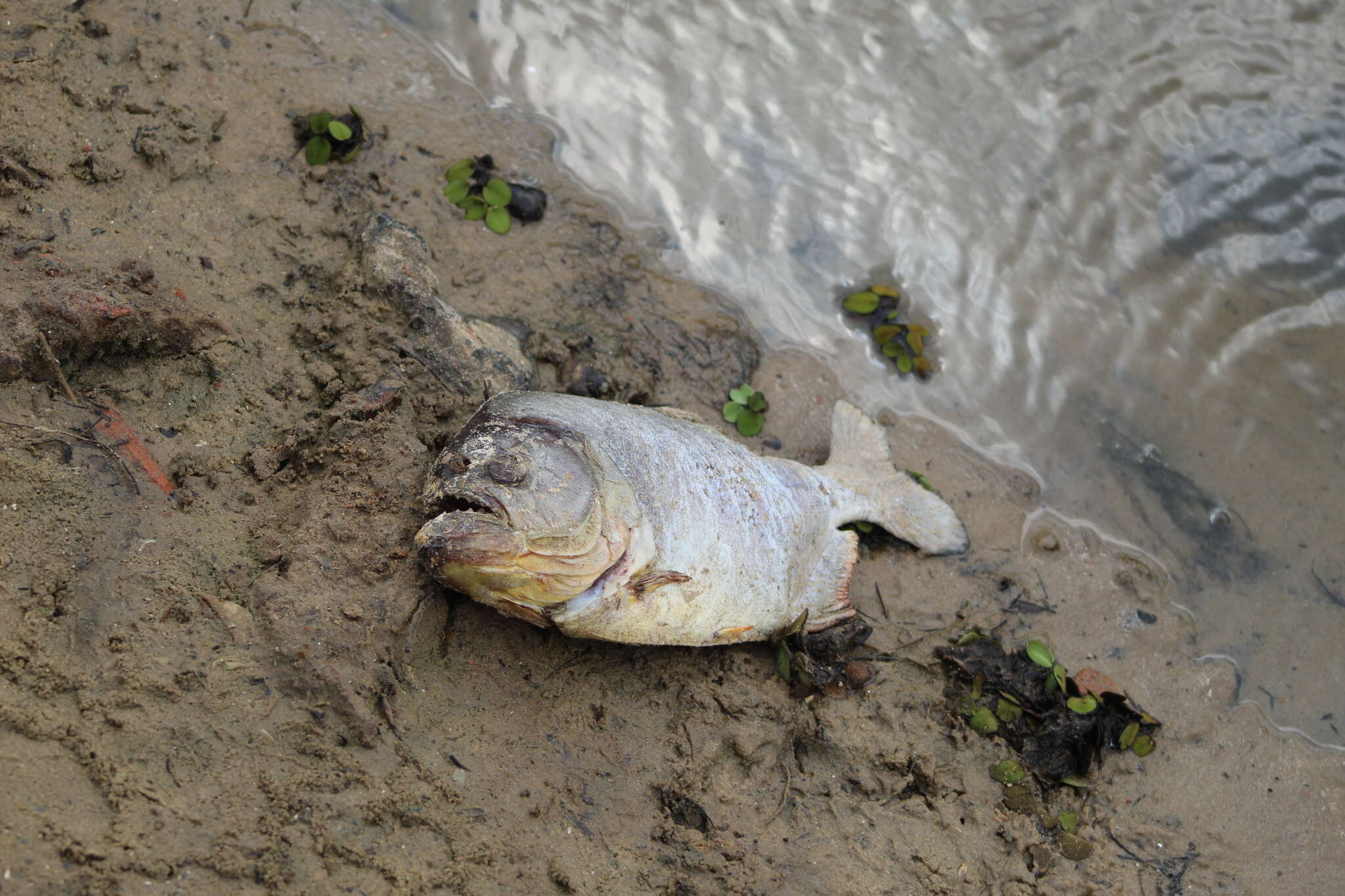 Image of Red-bellied piranha