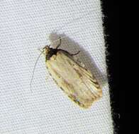 Image de Agonopterix atrodorsella Clemens 1863