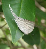 Image of Neomyrina hiemalis (Godman & Salvin 1878)