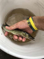 Image of Redfin Pickerel