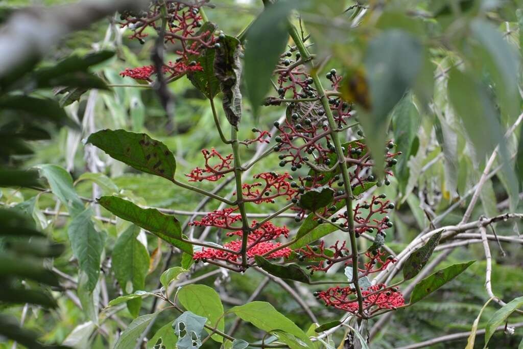 Image of Cissus biformifolia Standl.