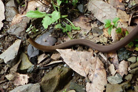 Image of Collared Black-headed Snake