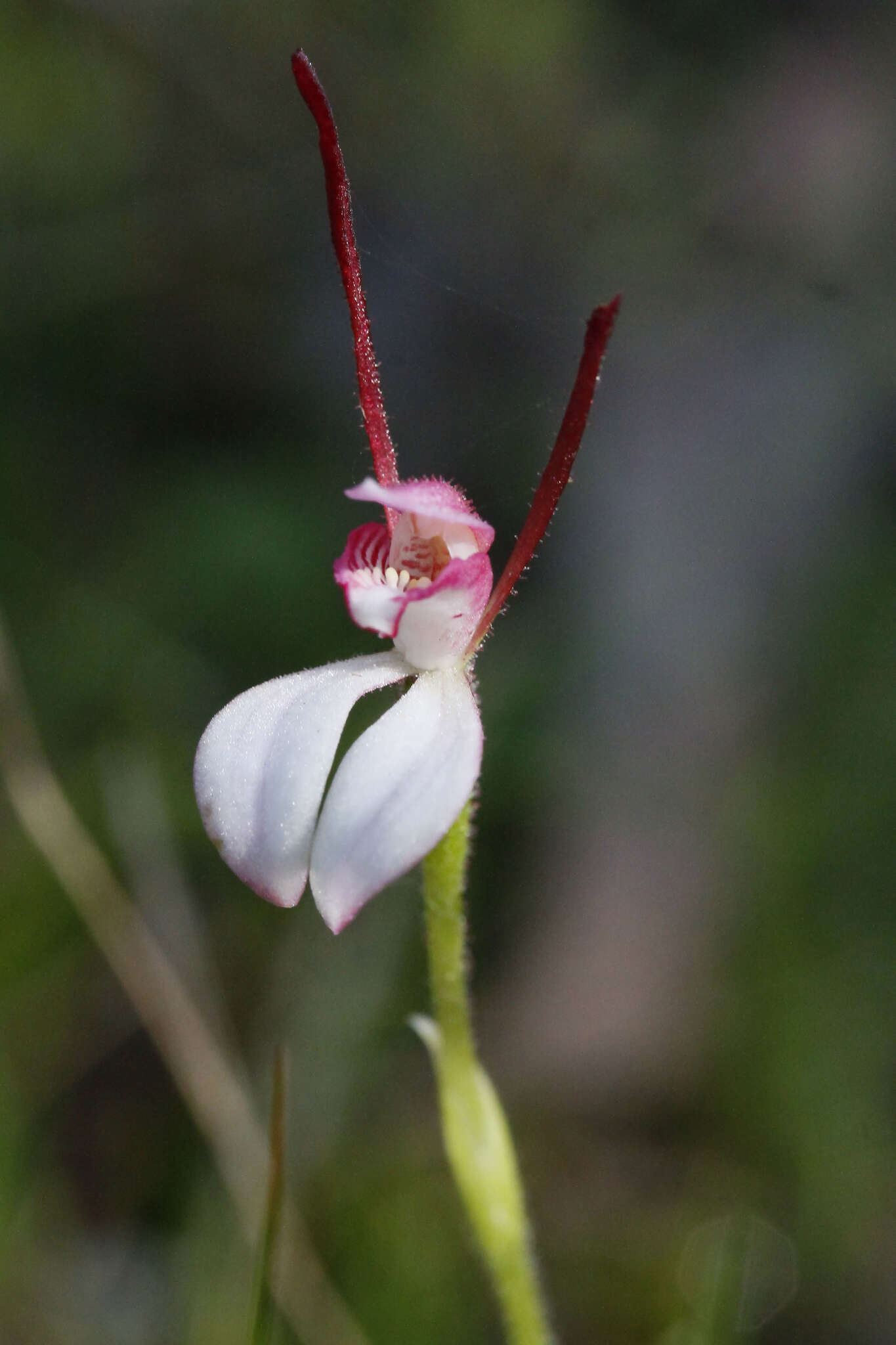 Imagem de Leptoceras menziesii (R. Br.) Lindl.