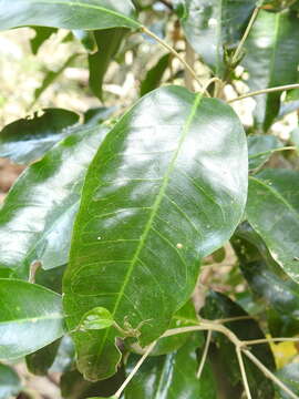 Image of Sarcomelicope simplicifolia (Endl.) T. G. Hartley