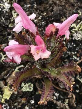 Imagem de Pedicularis hirsuta L.