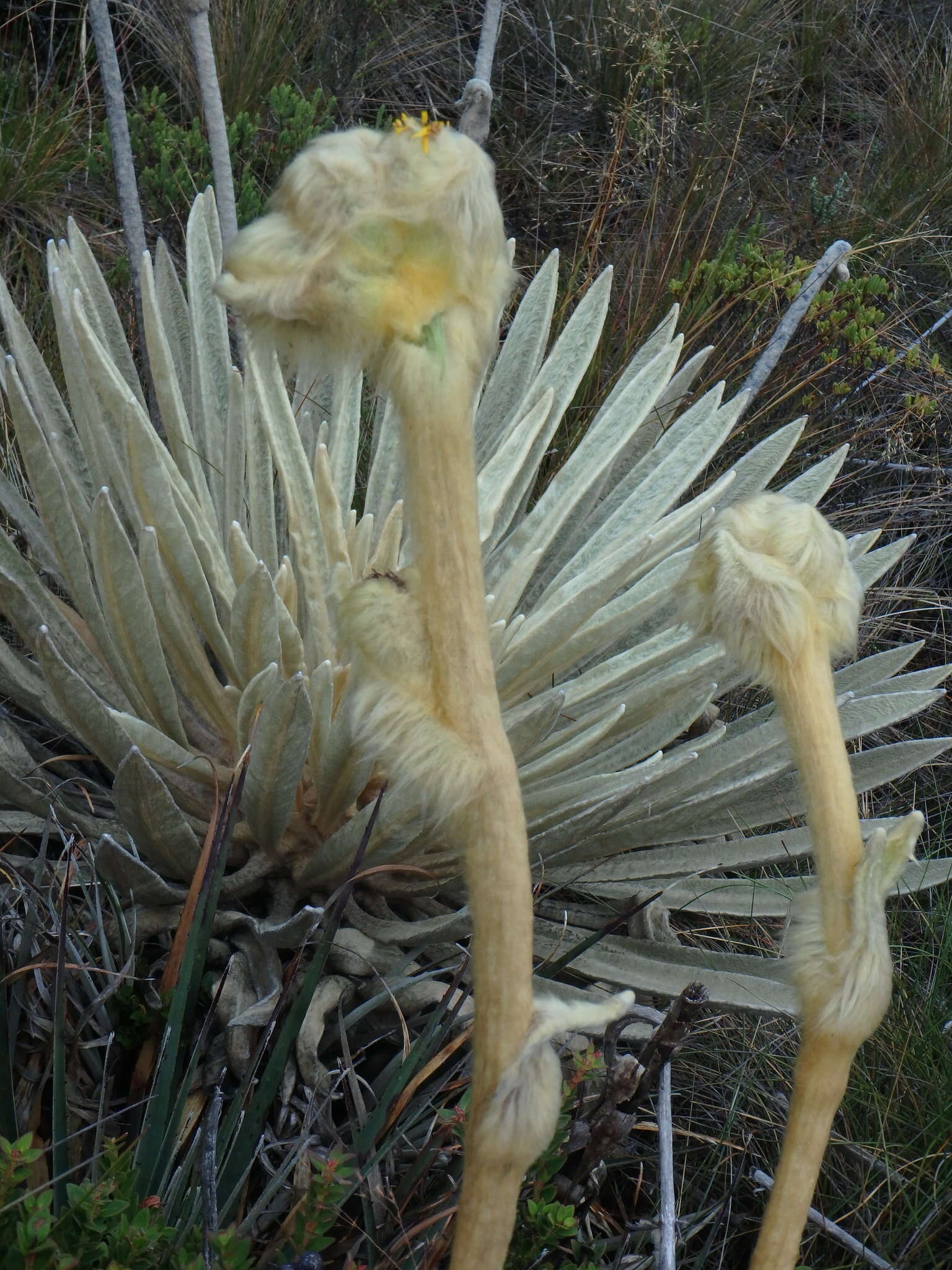 Image of Espeletia congestiflora Cuatrec.