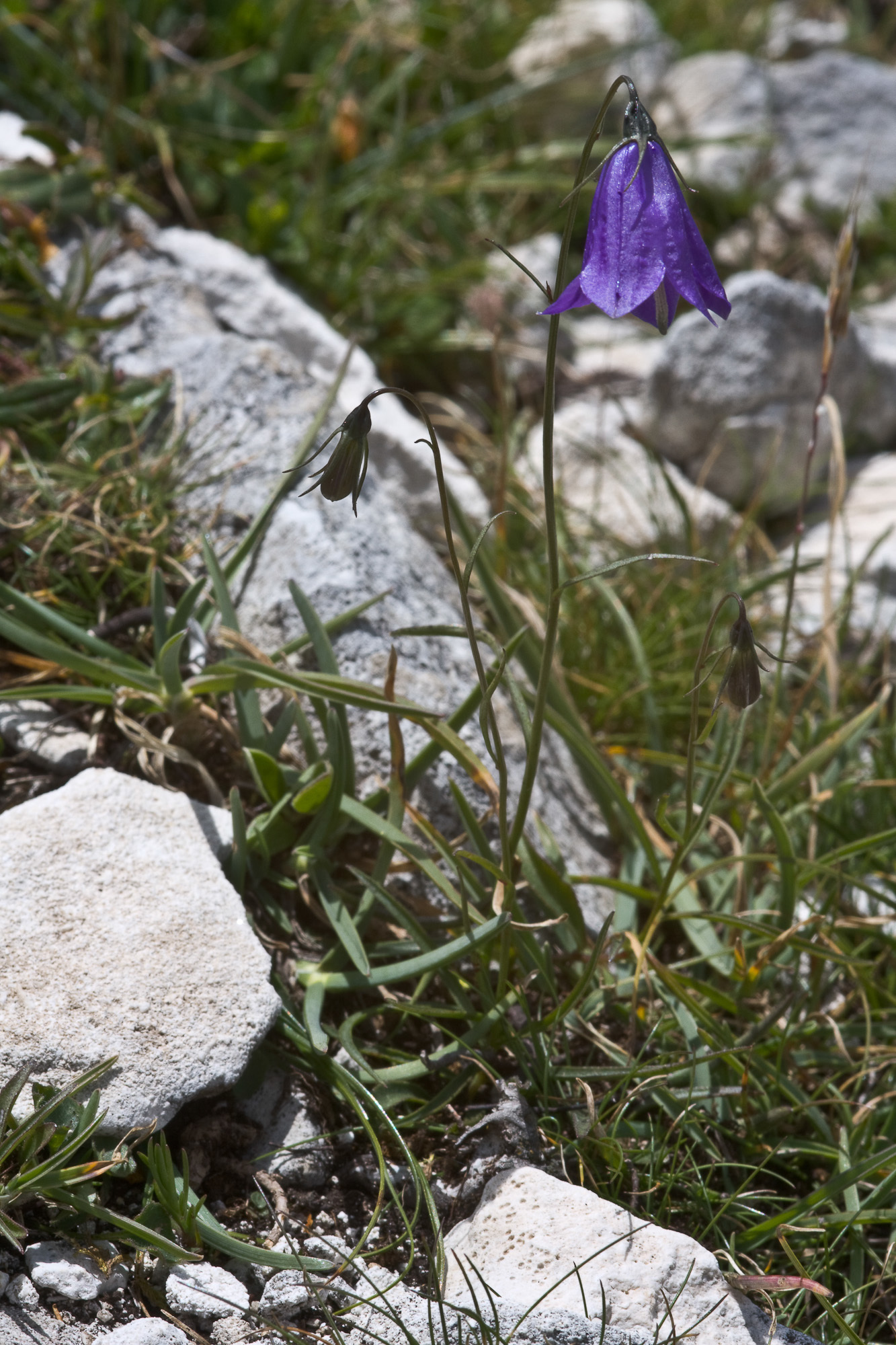 Campanula scheuchzeri (rights holder: Sarah Gregg)