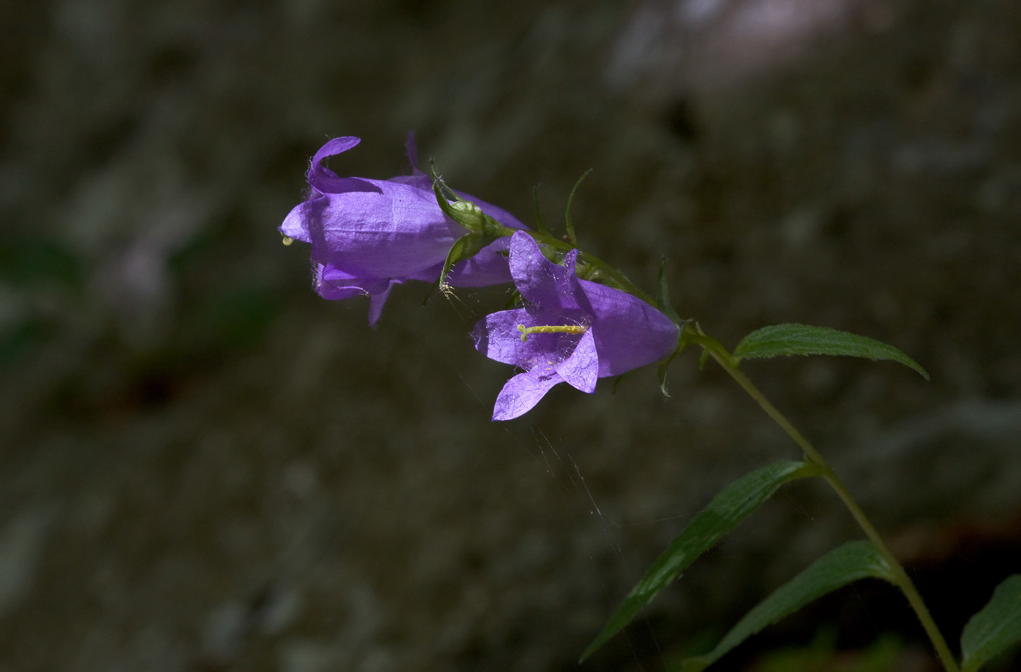 Campanula latifolia (rights holder: Sarah Gregg)