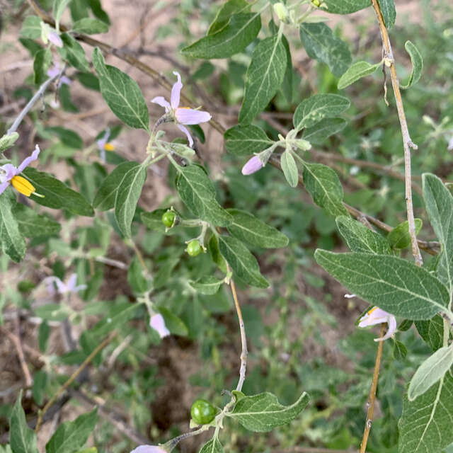 Image of Solanum tettense Klotzsch