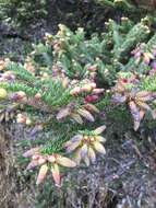 Image of Taiwan Fir