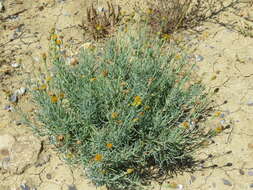 Clappia suaedifolia A. Gray resmi