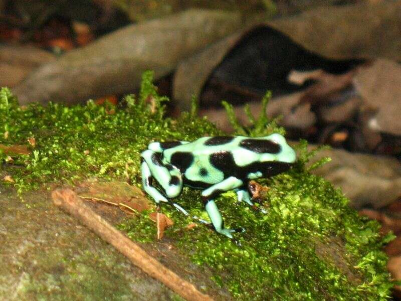 Image of Gold Arrow-poison Frog