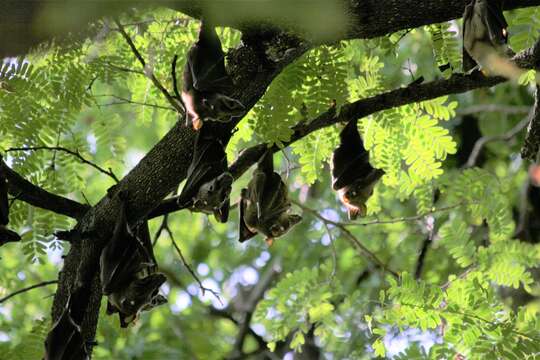 Image of Gambian Epauletted Fruit Bat