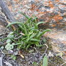 Image of Haworthia blackburniae W. F. Barker