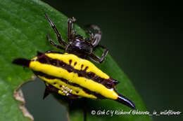 Image of Gasteracantha diadesmia Thorell 1887