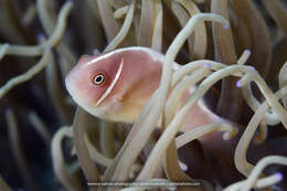 Image of Pink anemonefish