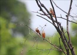 Image of Pale-headed Munia