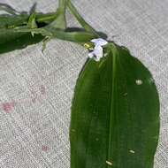 Image of rat's ear