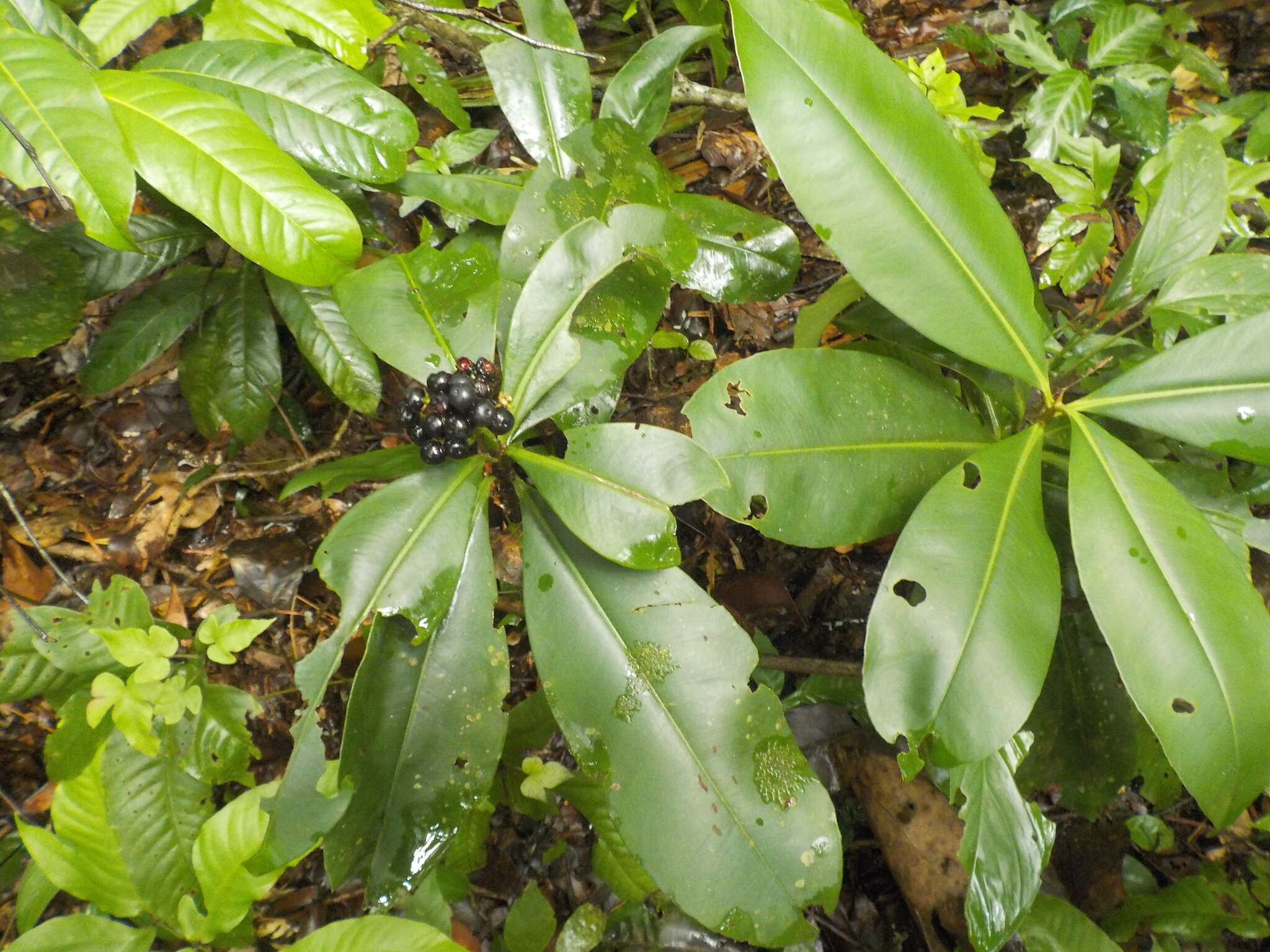 Image of Ardisia nigrovirens Macbride