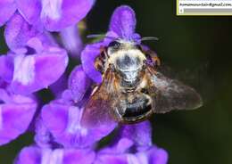 Image of Eucera pekingensis Yasumatsu 1946