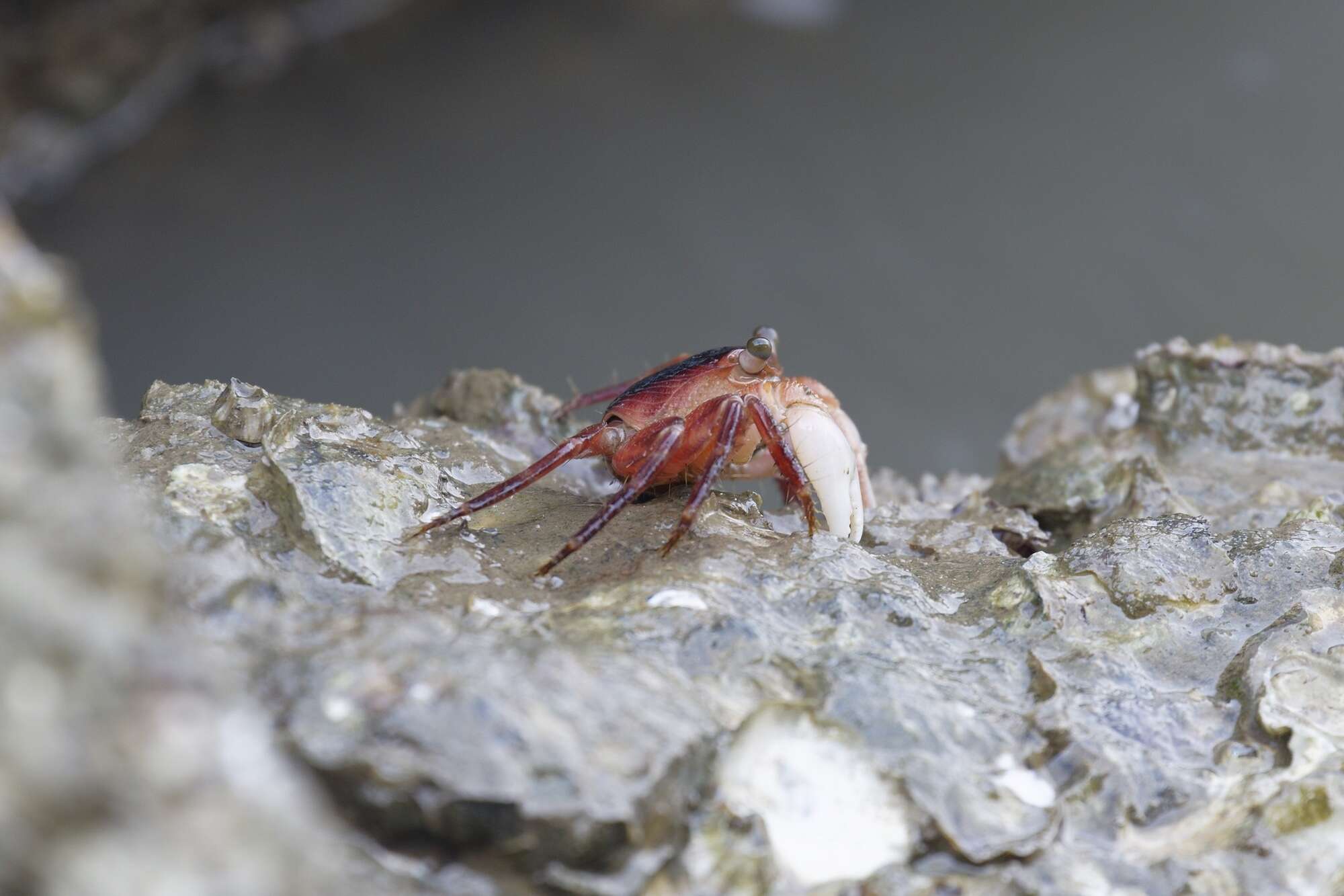 Image of Metopograpsus latifrons (White 1847)