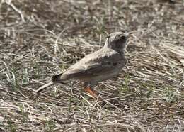 Image of Oriental Skylark