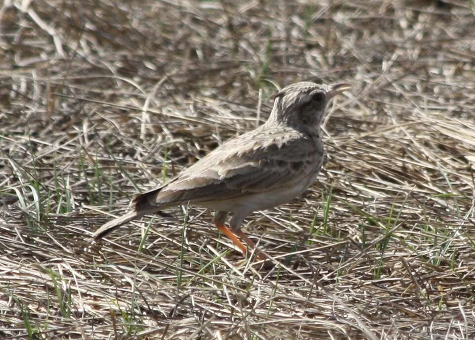 Image of Oriental Skylark