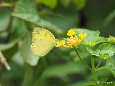 Image of Eurema hecabe (Linnaeus 1758)