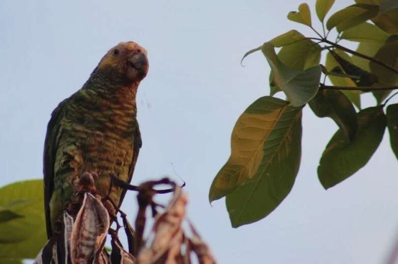 Image of Alipiopsitta Caparroz & Pacheco 2006