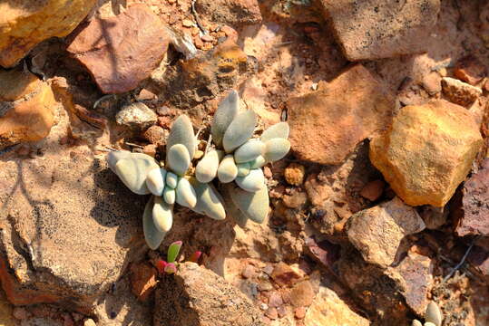 Image of Crassula namaquensis Schönl. & Baker fil.