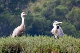 Image of Sandhill Crane