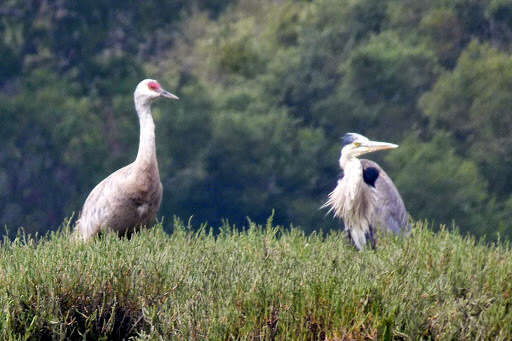 Image of Sandhill Crane