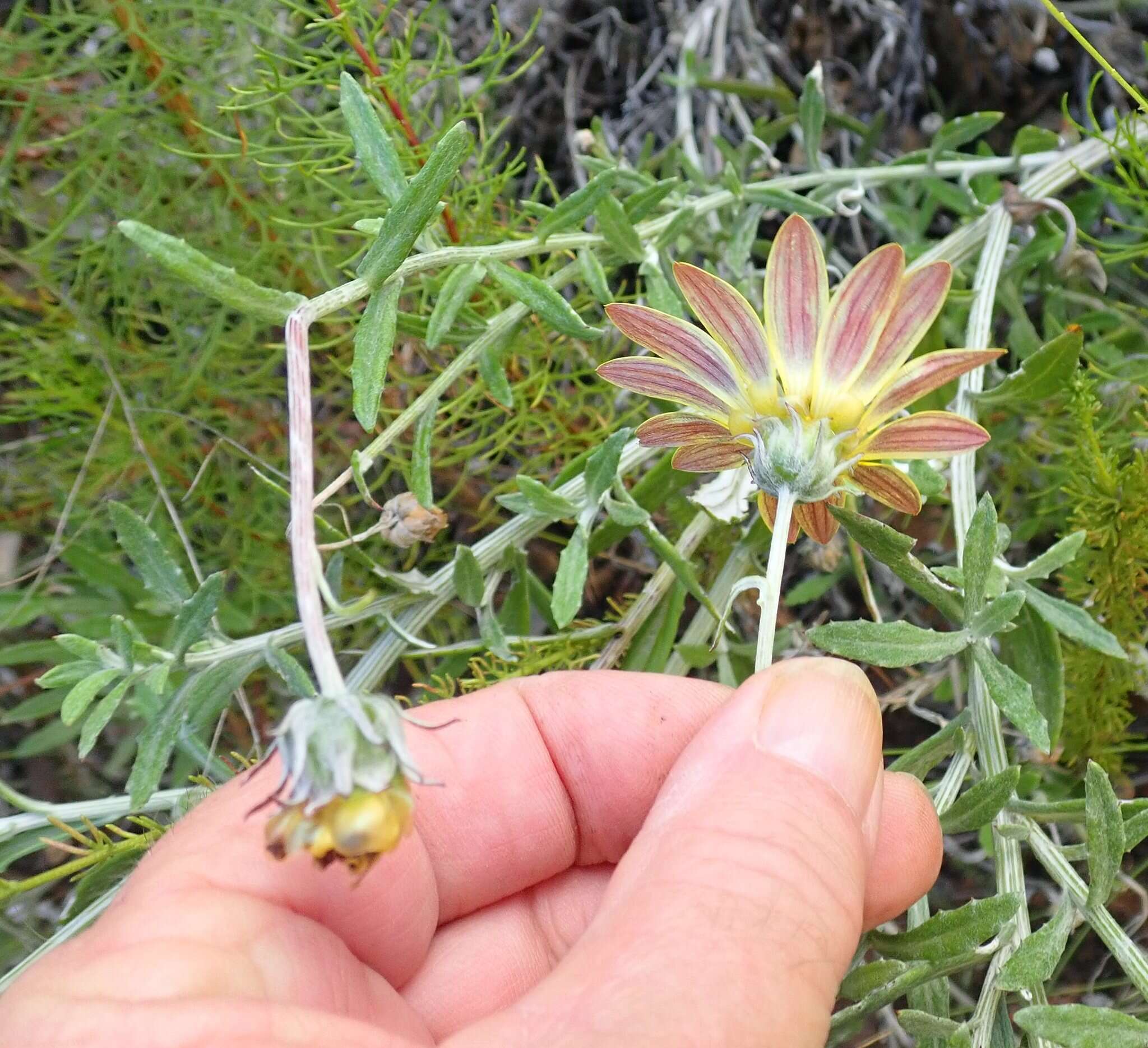 Image of Arctotis scabra Thunb.